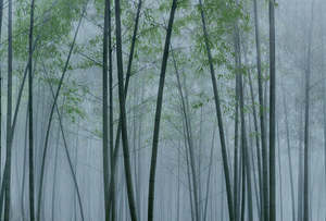 Walls By Patel 3: Walls by Patel 3 - In the Bamboo