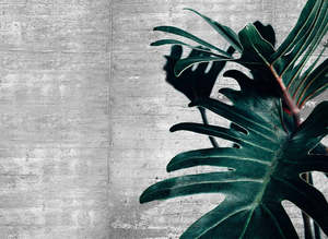 Designwalls 2 - Concrete Palm