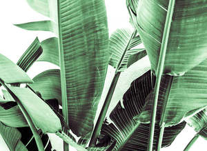 Override Tax For Pricecalculator App: Designwalls 2 - Palm Fronds 2