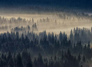 Designwalls 2 - Forest in Fog