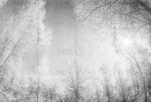 Atelier 47 - Forest Glade