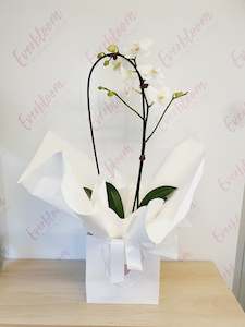 Bereavement Flowers: Potted Phalaenopsis Orchids