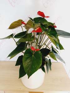 Bereavement Flowers: Anthurium Plants in Large white ceramic pot