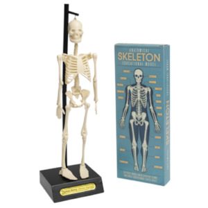 Rex London Anatomical Skeleton Educational Model