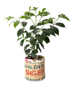 Coffee Tree with Recycled Coffee Sack Pot Cover