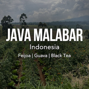 INDONESIA Java Malabar