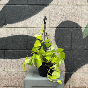 Epipremnum Aureum 'Neon Pothos' Exotic Planters