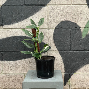 Monstera Stanleyana Exotic Planters