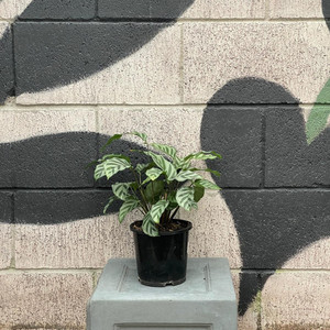 Calathea Freddy Exotic Planters
