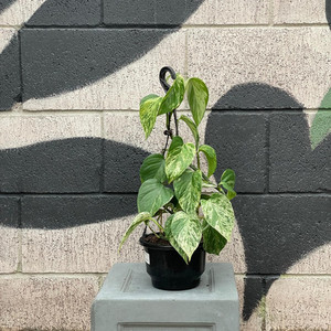 Products: Marble Queen Pothos Exotic Planters