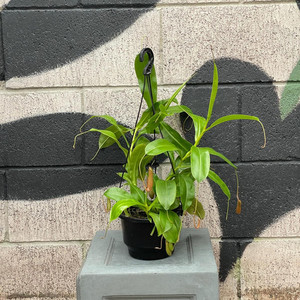 Pitcher Plant ‘Nepenthes’ Exotic Planters