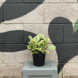 Products: Peperomia Albo Marginata Exotic Planters