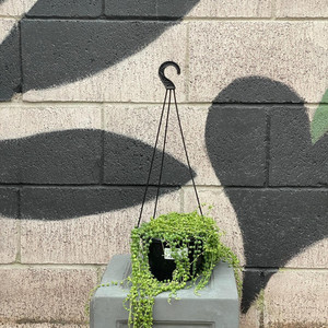 String of Pearls - Senecio Rowleanus Exotic Planters