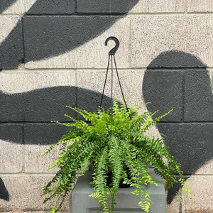 Products: Boston Fern (Nephrolepis exaltata) Exotic Planters