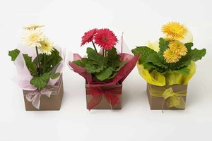 Products: Expressions Hamilton Cambridge Florist Gerbera Plant