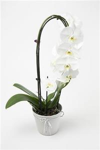Products: Phalaenopsis Orchid Plants Orchids Florist Hamilton Cambridge