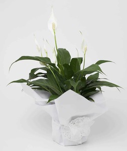 Products: Peace Lily Plant Flowers Florist Hamilton Cambridge