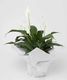 Peace Lily Plant Flowers Florist Hamilton Cambridge