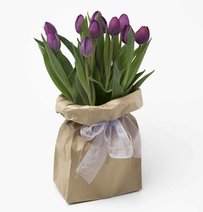 Tulips Cambridge Hamilton Florist