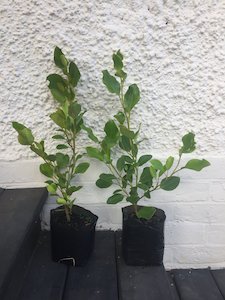 Griselinia 'broadway mint' - FabFlora