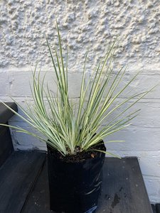 Products: Acorus gramineus 'variegata' - FabFlora