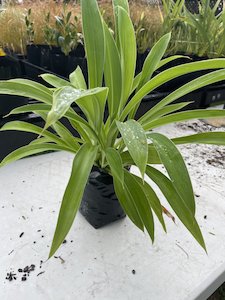 Arthropodium - FabFlora