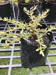 Products: Coprosma kirkii - FabFlora