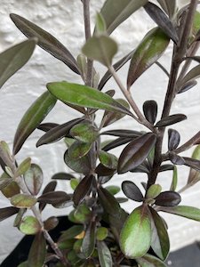 corokia frosted chocolate - FabFlora