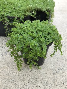 Products: Babys tears - FabFlora