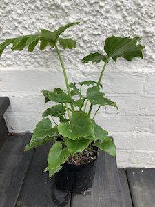 Philodendron 'Shangri-La' - FabFlora