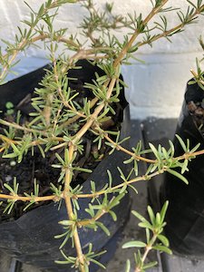 Products: coprosma hawera - FabFlora