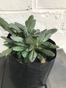 Ajuga 'blueberry muffin' - FabFlora