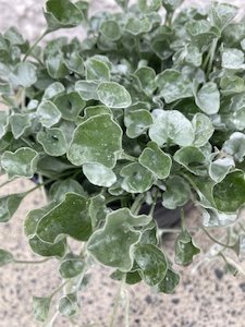 Dichondra - FabFlora