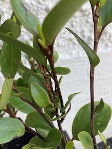Griselinia 'canterbury' LOW STOCK - FabFlora