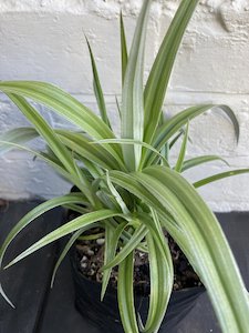 astelia silver spear - FabFlora