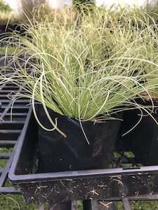 Carex Comans Green - FabFlora