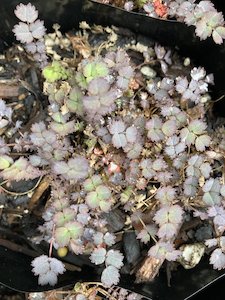 Acaena purpurea - FabFlora