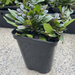 ajuga - chocolate chip - FabFlora