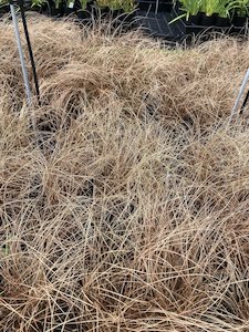 Carex 'coman's bronze' - FabFlora