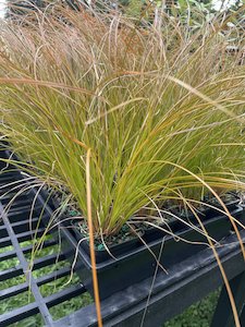 carex testacea - FabFlora