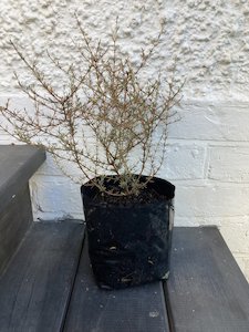 Products: coprosma red rocks - FabFlora