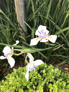 Products: Dietes grandiflora - FabFlora
