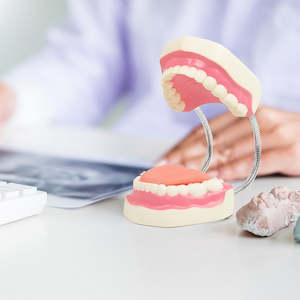 Health And Beauty: Dental Tooth Brushing Model Teeth Care