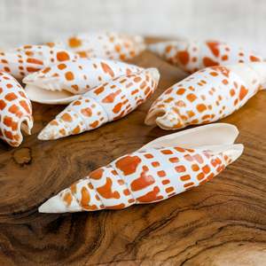 Natural Treasures - Junonia Shell