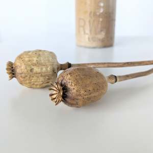 Aotearoas Natural Treasures: Nature's Treasures - Dried Poppy Seed Shaker