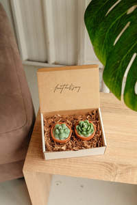 Mini Potted Succulents - Bundle of 2