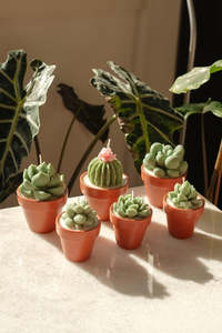 All Candles: Potted Succulent Candle