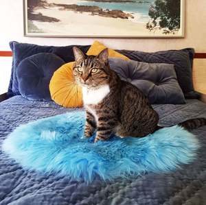 Cat Bed - NZ Sheepskin - Seafoam Blue