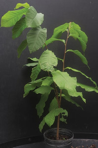 Products: American Pawpaw , couriered plants are smaller, as they are travel better. Far North Tropicals