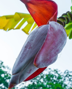 Products: Fresh delicious Banana Blossoms. Cut to order. Far North Tropicals